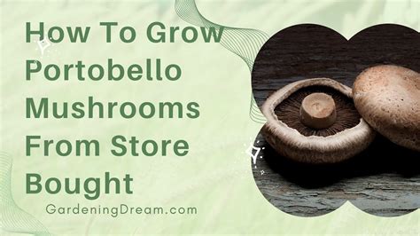 How to grow mushrooms from store bought mushrooms.